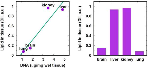 조직별 DNA 양과 지질 양의 상관관계