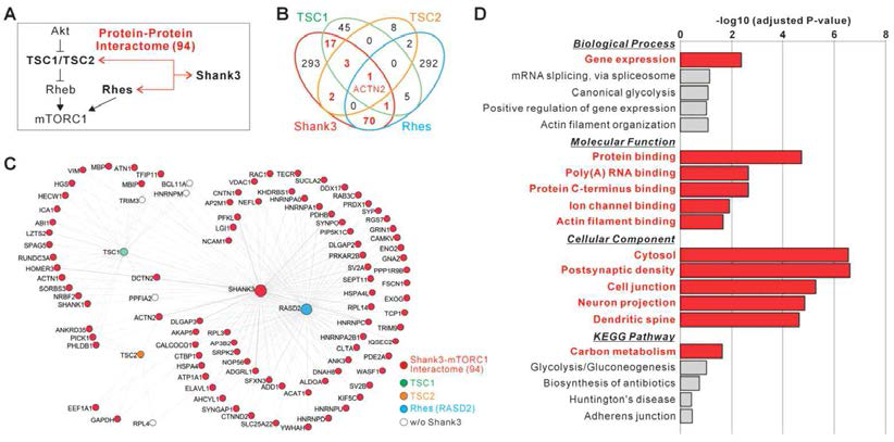 Shank3 단백질과 mTORC1 분자신호 상위 조절자들 간의 단백질 결합성 규명