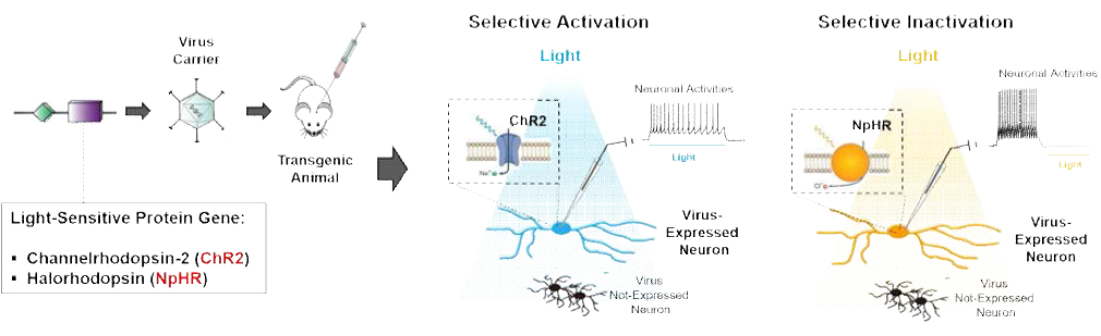 광유전학 기법을 통한 광수용체 발현 신경세포의 활성 조절 개요도
