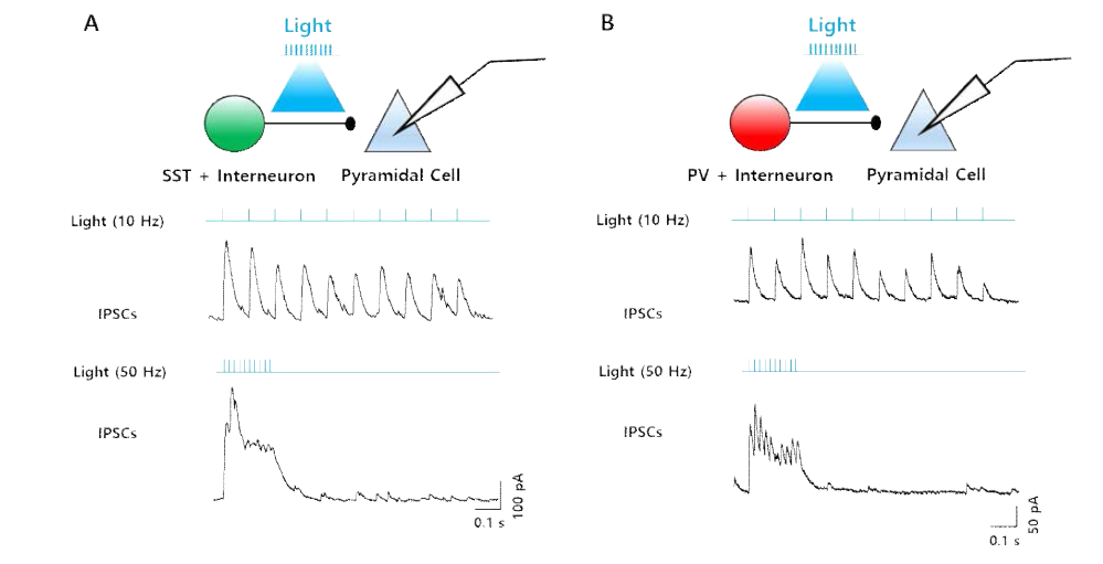 A. 광자극을 이용한 PV+ 억제성 시냅스 활성화 및 단기 시냅스 가소성 측정. B. 광자극을 이용한 SST+ 억제성 시냅스 활성화 및 단기 시냅스 가소성 측정