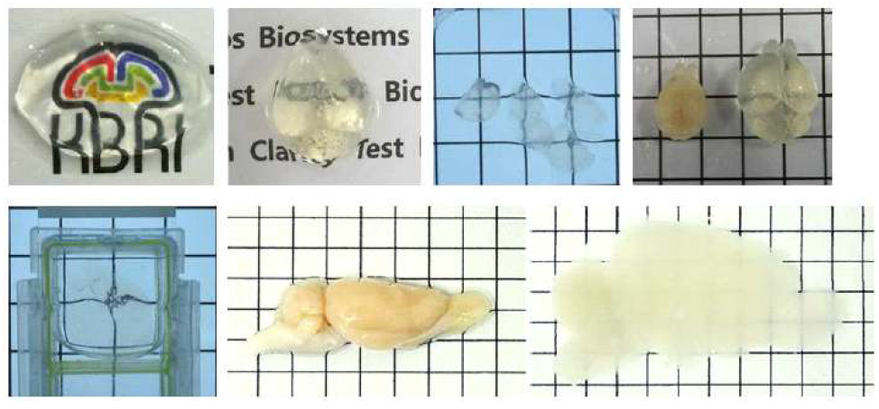 X-CLARITY를 이용한 다양한 소동물 뇌조직의 투명화 결과