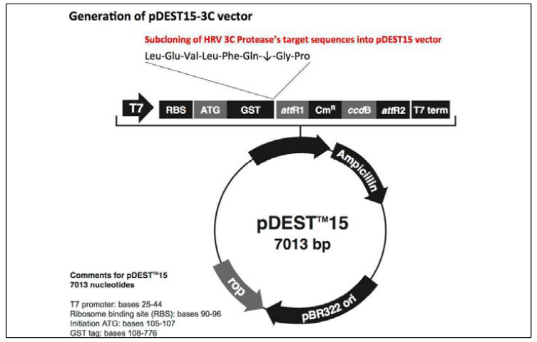 항원 단백질 정제시스템 확립을 위한 pDEST15-3C 벡터제작