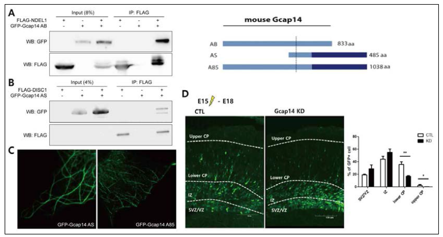 조현병 연관 후보유전자 Gcap14의 각 isoform 특이적 성질 및 조현병 연관성 탐색. (A) coimmunoprecipitation을 통한 GCAP14 AB form과 NDEL1 단백질 사이의 protein-protein interaction 확인. (B) GCAP14 AS form과 DISC1 사이의 interaction 확인. (C) GCAP14 AB 및 GCAP14 AS 각각의 세포내 localization 패턴 확인. (D) Gcap14 shRNA를 in utero electroporation을 통해 유도한 mouse developing brain에서 Gcap14 shRNA 발현에 따른 neuronal migration 조절 확인