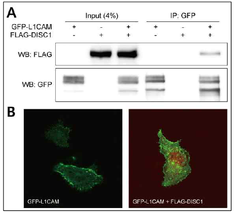L1cam 유전자의 기존 조현병 병인유전자 Disc1 과의 연관성 확인. (A) HEK293 cell-line에서 L1CAM과 DISC1의 protein-protein interaction 여부 확인. (B) HEK293 cell-line에서 L1CAM과 DISC1 사이의 co-localization 확인.
