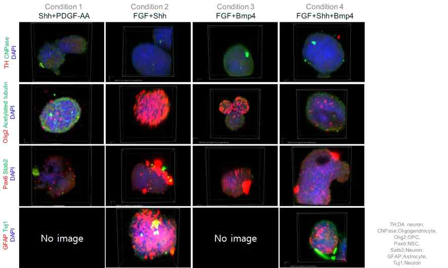 다양한 mitogen condition에 따른 neurosphere 형광염색 이미지