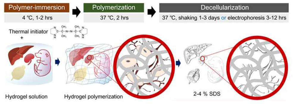 하이드로젤을 도입한 조직 탈세포화 기술