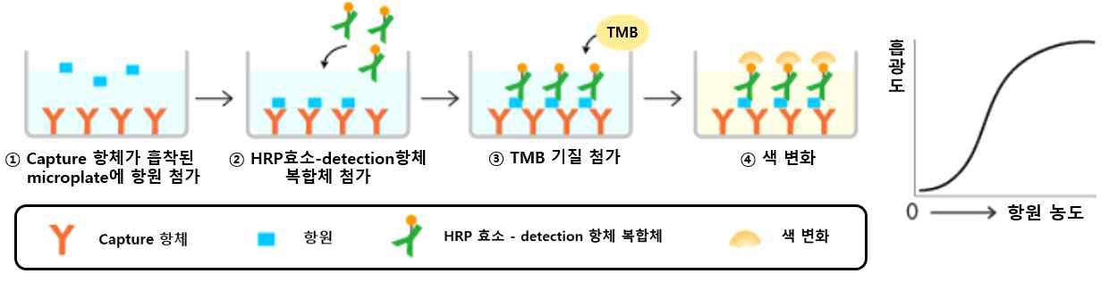 효소면역정량법(ELISA)에서 샌드위치 방식의 면역반응 검출과정