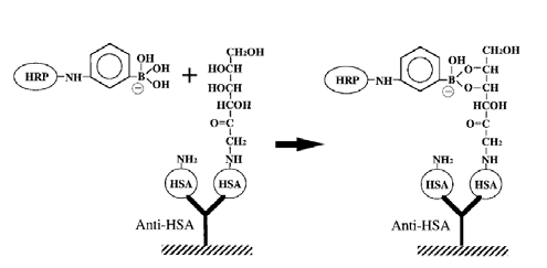 Boronic acid와 당화알부민 항원 간의 화학결합