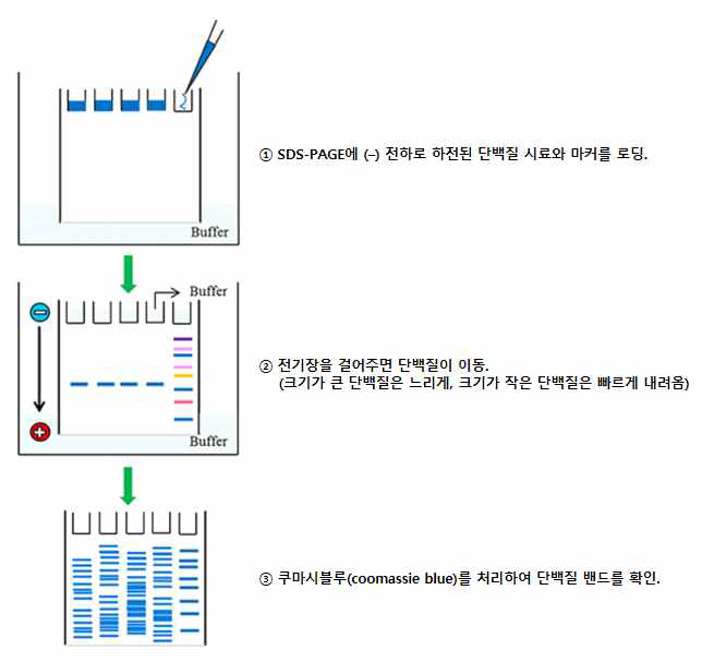 폴리아크릴아마이드겔 전기영동법(SDS-PAGE)을 이용한 단백질 정량분석 방법