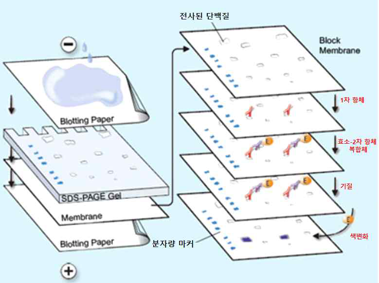 웨스턴블롯(Western blot)을 이용한 단백질 검출 방법