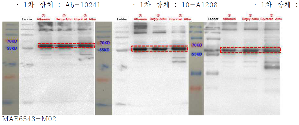 웨스턴블롯(Western blot)을 통한 알부민, 비당화알부민, 당화알부민 항원의 1차 항체와의 반응 테스트