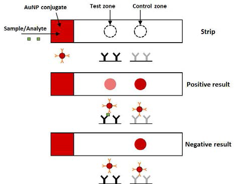 Lateral flow immunoassay에서 샌드위치방식의 면역반응 검출과정