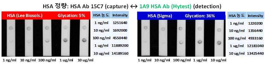 종의 알부민 항체을 이용해 당화도가 다른 두 알부민을 페이퍼칩을 이용해 농도별로 정량한 결과 이미지 및 signal