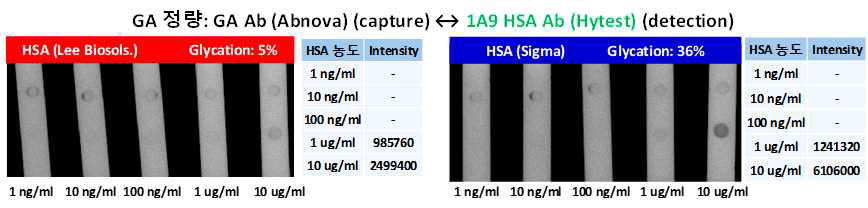 종의 당화알부민 항체 및 1종의 알부민 항체를 이용해 당화도가 다른 두 알부민을 페이퍼 칩을 이용해 농도별로 정량한 결과 이미지 및 signal