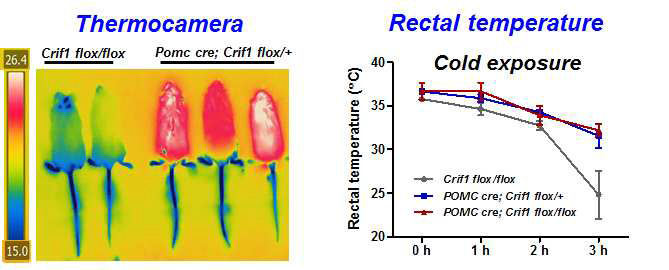 POMCΔCRIF1 mice에서 Thermogenesis의 증가