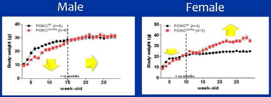 POMCCA-PKA mice에서 성별별로 연령에 따른 체중 차이