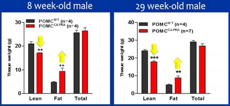 수컷 POMCCA-PKA mice에서 낮은 건체중과 높은 지방량