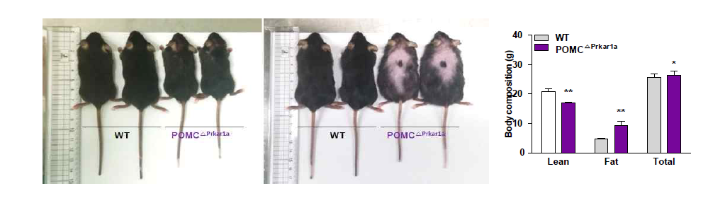 9주령(왼쪽)과 20주령(가운데, 오른쪽) POMCCA-PKA mice 표현형