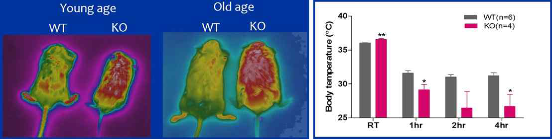 수컷 POMCCA-PKA mice에서 표면 체온 증가 및 impaired adaptive thermogenesis