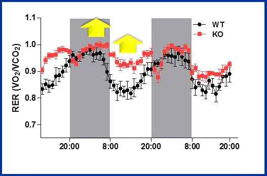수컷 POMCCA-PKA mice에서 증가된 respiratory exchange ratio (RER)