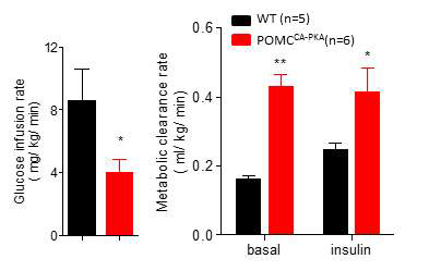 POMCCA-PKA mice에서 인슐린 저항성과 조직의 glucose uptake