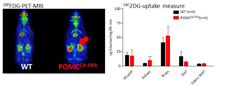 POMCCA-PKA mice의 신장에서 높은 glucose uptake