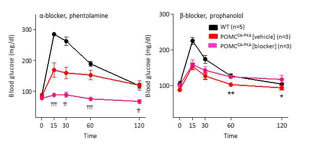 POMCCA-PKA mice의 혈당 개선에 교감신경계의 작용