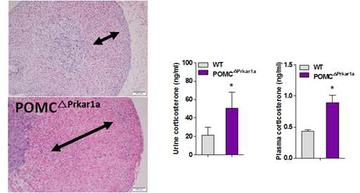 POMCCA-PKA mice의 부신 피질 및 코티졸 표현형