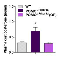 POMCCA-PKA mice 혈중 코티코스테론 농도