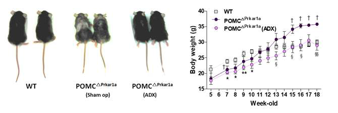 POMCCA-PKA mice의 표현형