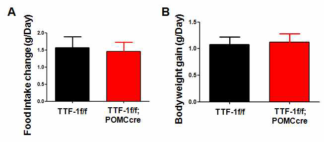 TTF-1 f/f;POMC cre mice에서 섭식 및 체중변화 관찰 섭식제한 후 먹이섭취량(A) 및 체중변화 확인(B)