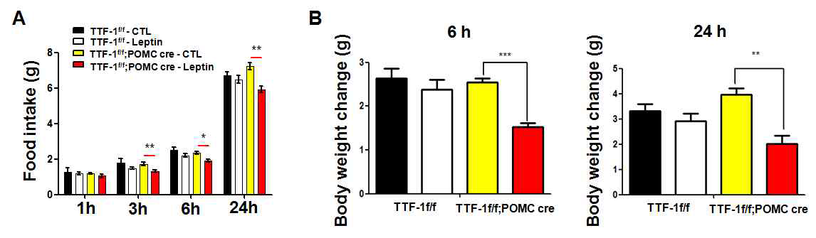 TTF-1 f/f;POMC cre mice에서 렙틴에 대한 반응성 조사 렙틴 주입 후 먹이섭취량(A) 및 6시간, 24시간 동안 체중변화 확인(B)