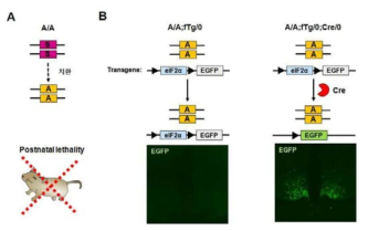 eIF2α A/A;Tg/0 mice 제작 모식도 (A) A/A mice의 postnatal lethality 표현형. (B) eIF2α A/A;Tg/0 mice 작동 모식도