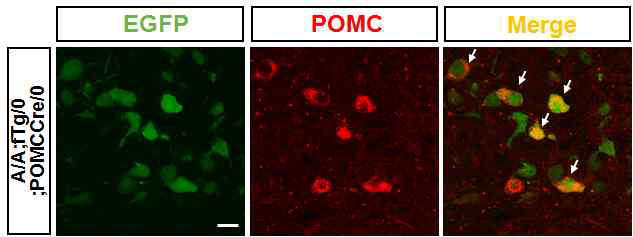 eIF2α A/A;Tg/0;POMC cre mice 검증