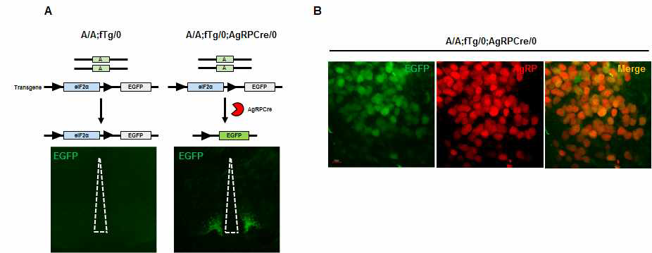 eIF2α A/A;Tg/0;AgRP Cre mice 검증