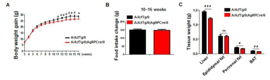 eIF2α A/A;Tg/0;AgRP Cre mice의 표현형 분석