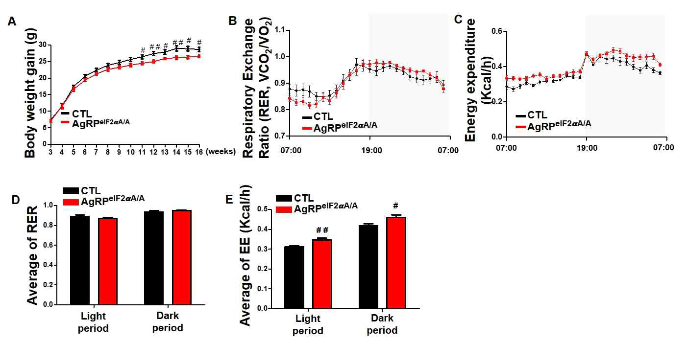 일반식이 조건에서 AgRPeIF2αA/A mice의 기초 대사량 분석