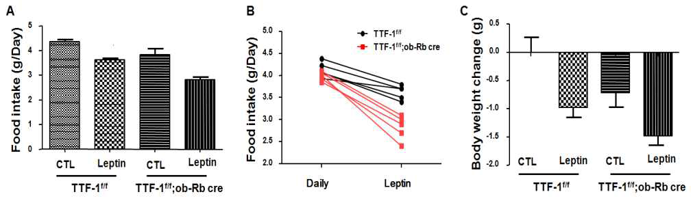 TTF-1 f/f;ObRb cre mice에서 렙틴에 대한 반응성 조사