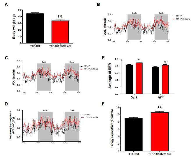 고지방식이 조건에서 TTF-1 f/f;ObRb cre mice의 기초 대사량 분석