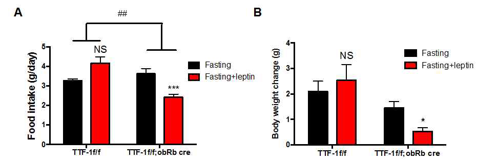 고지방식이 섭식 조건에서 TTF-1 f/f;ObRb cre mice의 렙틴 반응성 분석
