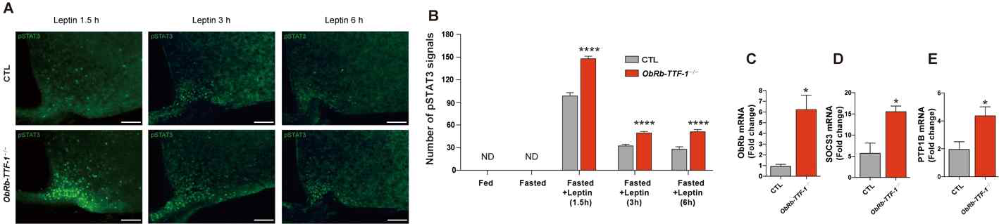ObRb-TTF-1-/- mice에서 렙틴의 세포내 신호전달 분자 발현 분석