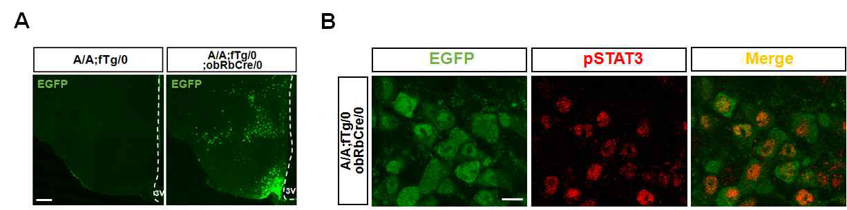 eIF2α A/A;Tg/0;obRb cre mice 검증