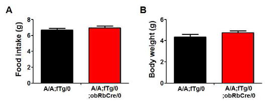 eIF2α A/A;Tg/0;obRb cre mice에서 섭식 및 체중 변화 관찰