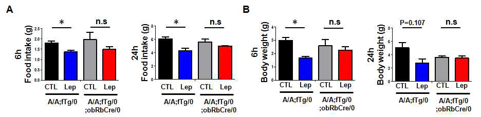 eIF2α A/A;Tg/0;obRb cre mice에서 렙틴에 대한 반응성 조사