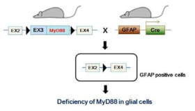 MyD88 동물 모델 제작 모식도