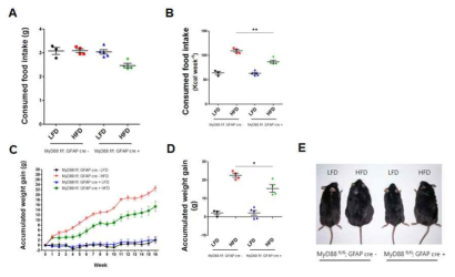 고지방식이 조건에서 MyD88 f/f;GFAP cre mice 먹이섭취와 체중의 변화