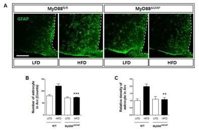고지방식이 조건에서 MyD88 f/f;GFAP Cre mice에서 신경교세포 변화 분석