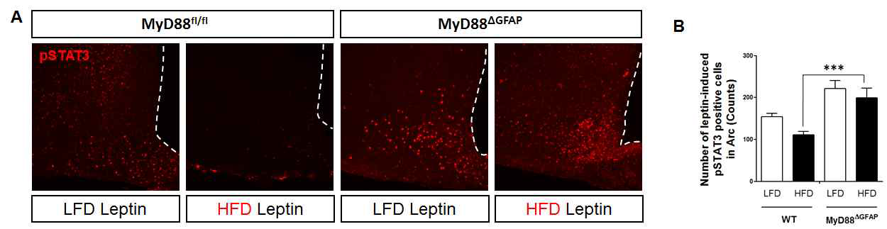 MyD88 f/f;GFAP Cre mice에서 고지방식이에 의한 렙틴의 신호전달 변화 분석