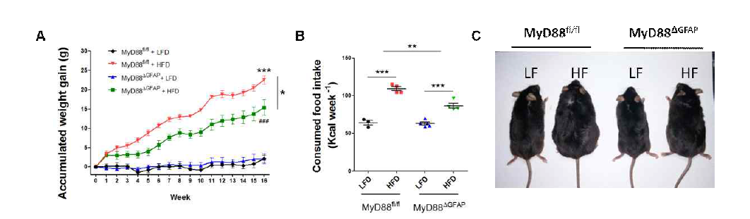 고지방식이 조건에서 MyD88△GFAP mice의 체중과 먹이섭취 변화 분석