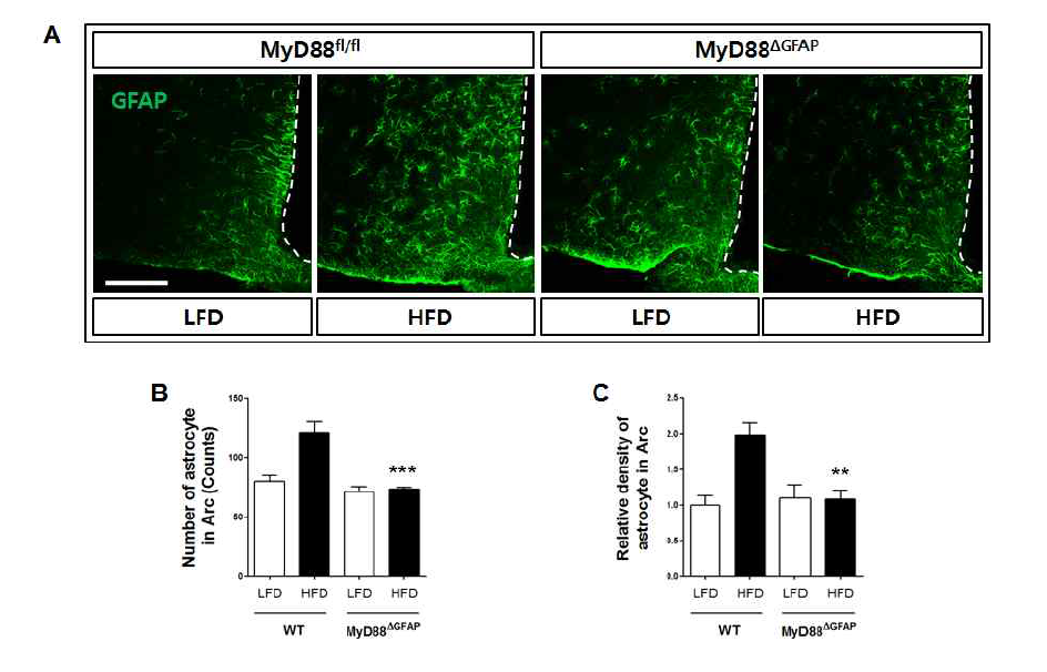 고지방식이 조건에서 MyD88△GFAP mice에서 신경교세포 변화 분석